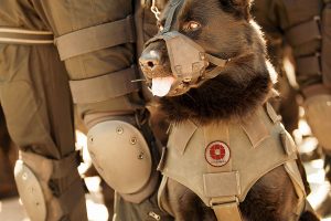Read more about the article Canine Specialised unit